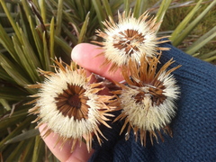 Celmisia armstrongii