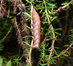 Temnora pseudopylas
