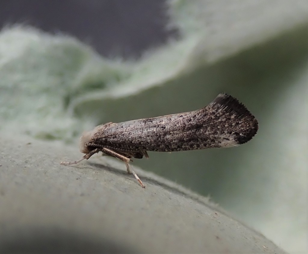 rowan ermine
