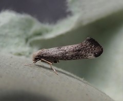 Swammerdamia compunctella
