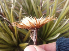 Celmisia armstrongii