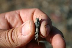 Oedipoda germanica