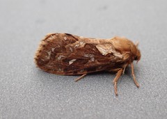 Korscheltellus fusconebulosa