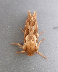 Korscheltellus fusconebulosa