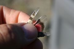 Oedipoda germanica