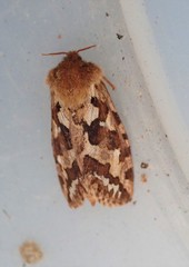 Korscheltellus fusconebulosa