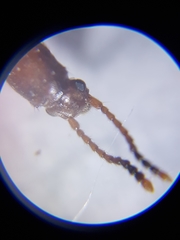 Cryptamorpha desjardinsi