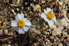 Eriophyllum wallacei rubellum