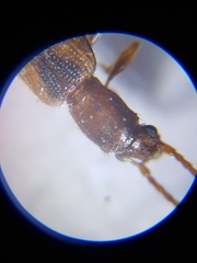 Cryptamorpha desjardinsi