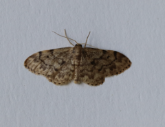 Idaea inquinata