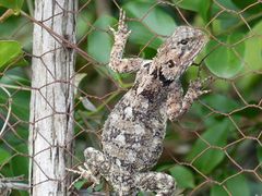Acanthocercus atricollis