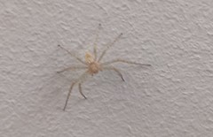 Araneae