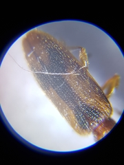 Cryptamorpha desjardinsi