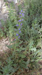Echium vulgare