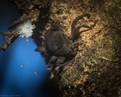 Onidistus araneus