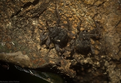 Onidistus araneus