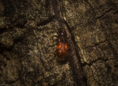 Apteropilo humerofuscus