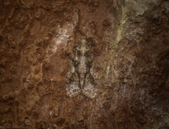 Polylopha epidesma