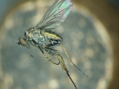 Gymnopternus cupreus