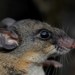 El Carrizo Deer Mouse - Photo (c) Juan Cruzado Cortés, some rights reserved (CC BY-SA), uploaded by Juan Cruzado Cortés