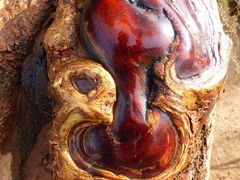 Vachellia xanthophloea