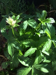 Astrantia