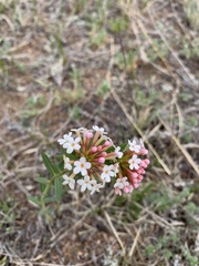 Stellera chamaejasme
