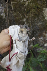 Peromyscus ochraventer
