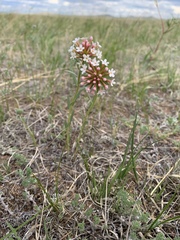 Stellera chamaejasme