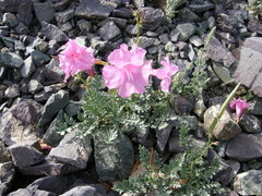 Incarvillea potaninii