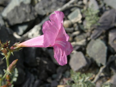 Incarvillea potaninii