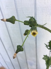 Sonchus oleraceus