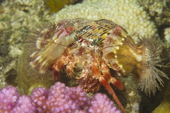 Dardanus gemmatus