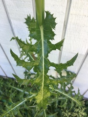 Sonchus oleraceus