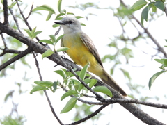 Tyrannus melancholicus