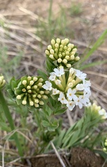 Stellera chamaejasme