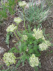 Ferulopsis hystrix