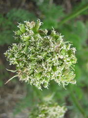 Ferulopsis hystrix