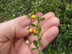 Corokia