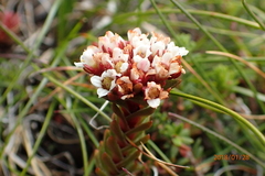 Crassula natalensis