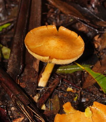 Cortinarius memoria-annae