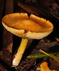 Cortinarius memoria-annae