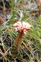 Crassula natalensis