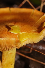Cortinarius memoria-annae