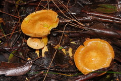 Cortinarius memoria-annae
