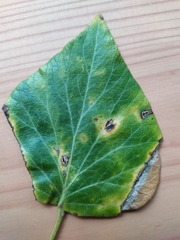 Cladosporium herbarum