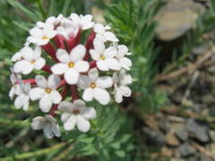 Stellera chamaejasme