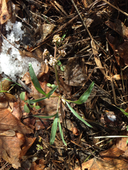 Lomatium linearifolium
