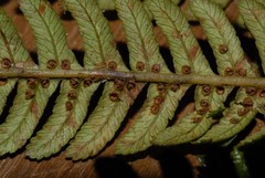 Alsophila hyacinthei