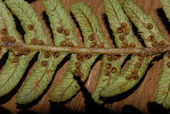 Alsophila hyacinthei